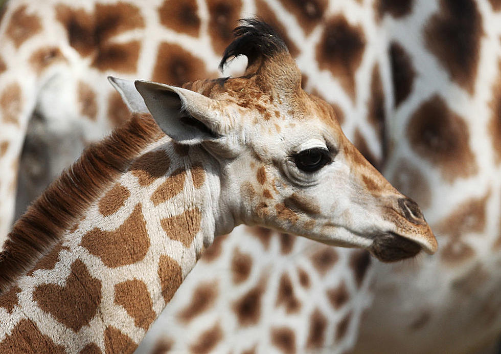 Say Goodbye To April The Giraffe This Afternoon