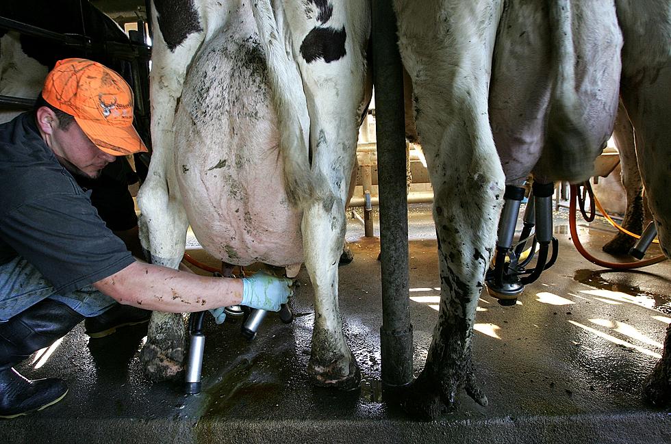 New York State Looking For Feedback To Better The Dairy Industry