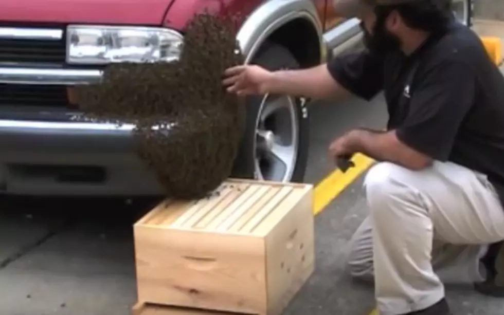See Bees Swarming? Don’t Panic, Call A CNY Beekeeper