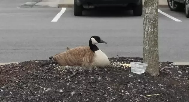 Goose Lays Eggs in Kohl&#8217;s Parking Lot in New Hartford