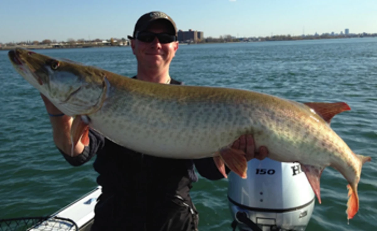 World Record Muskie Spotted in St Lawrence River