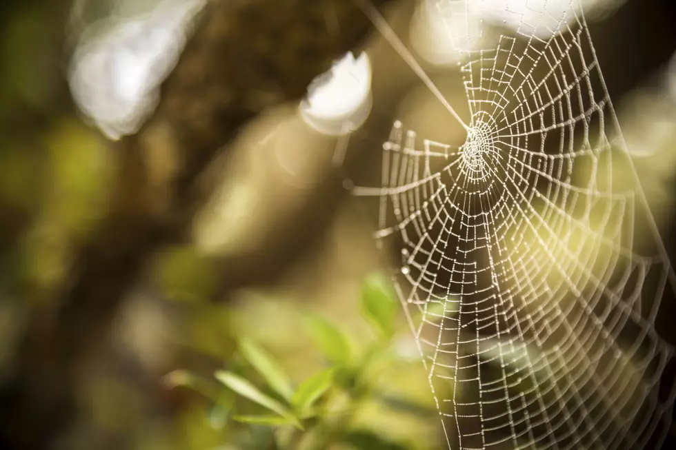 Watch Out For These New York Poisonous Spiders