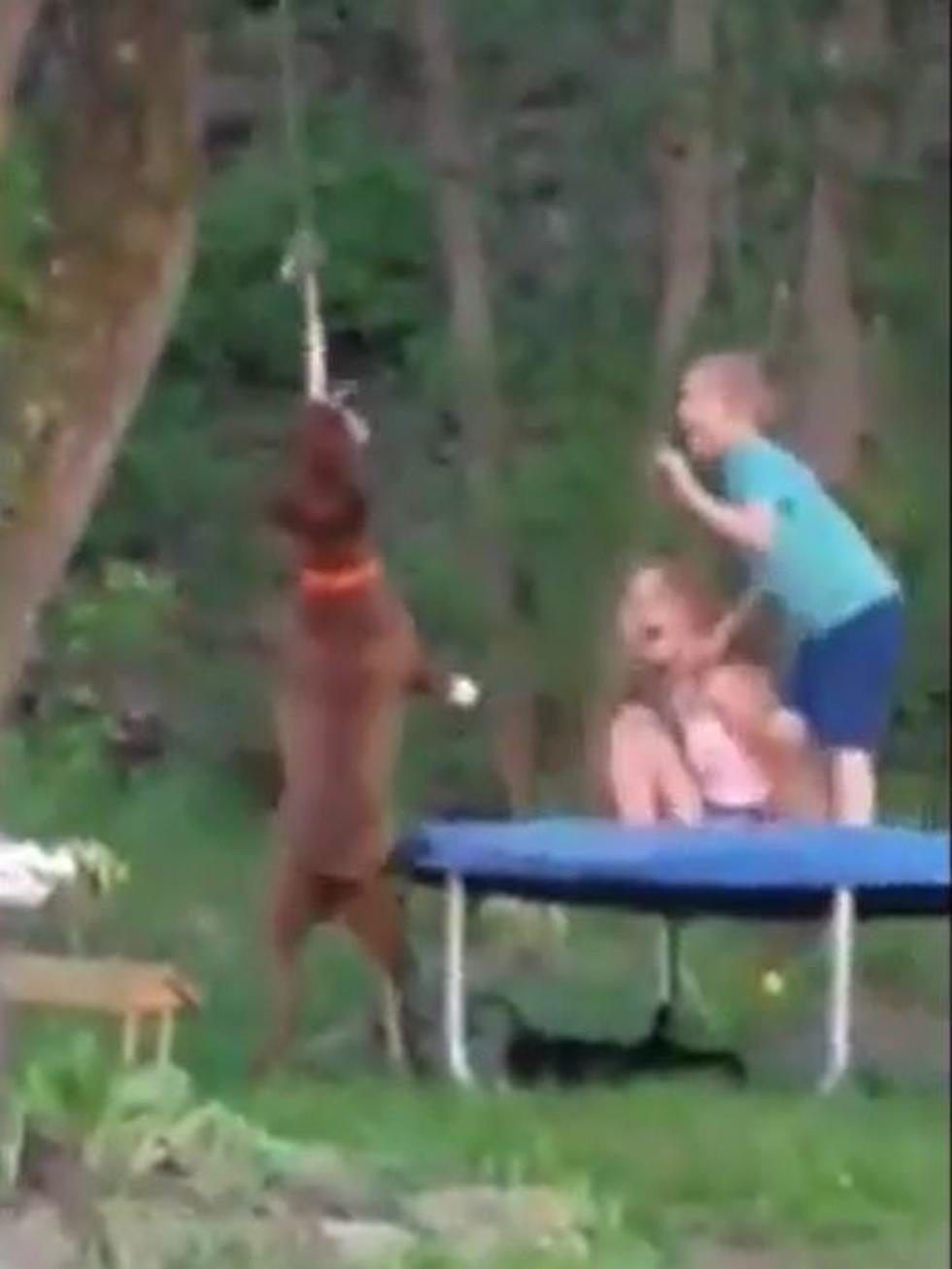 Dog Tries Swinging From Rope