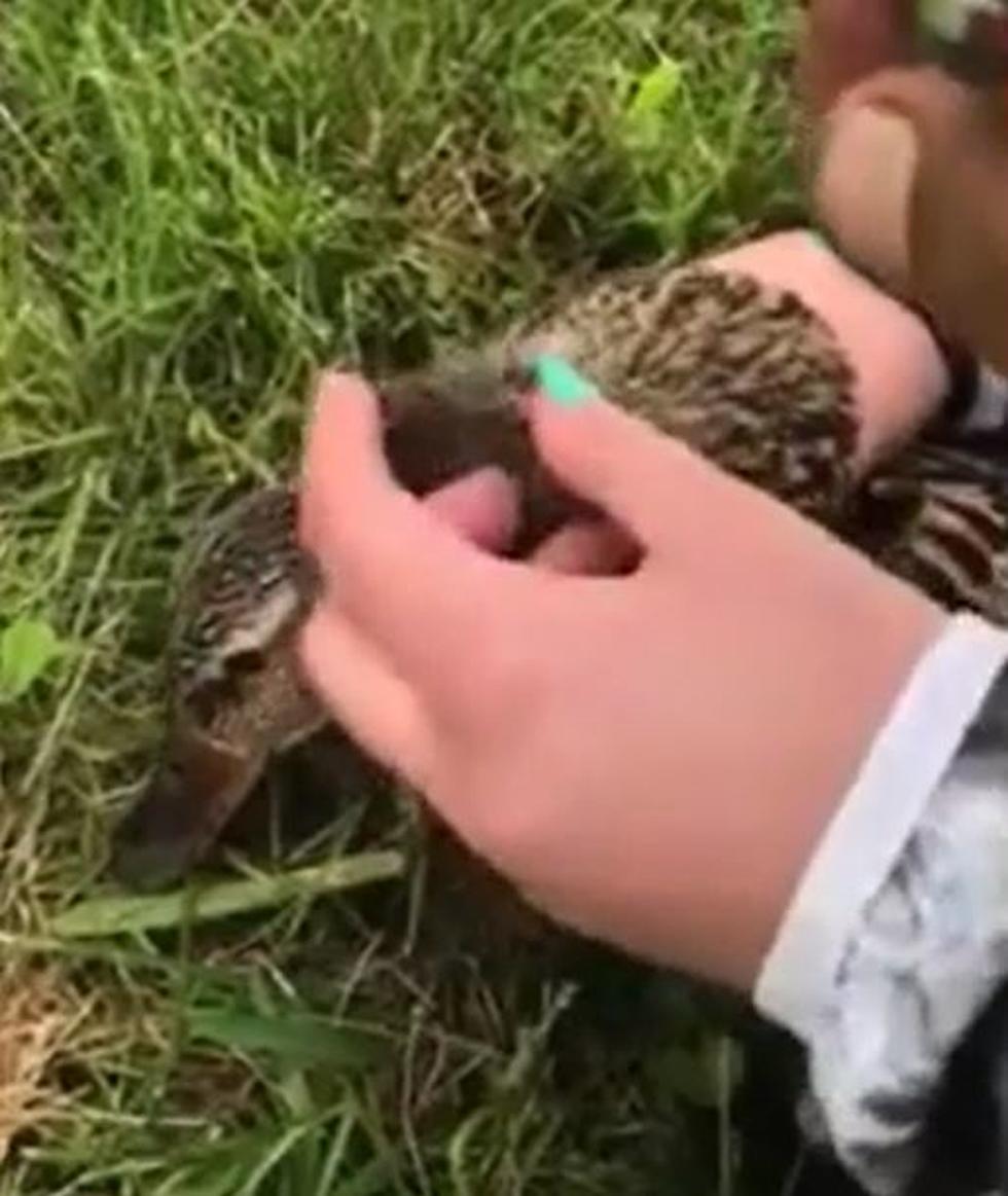 Rome Couple Saves Duck