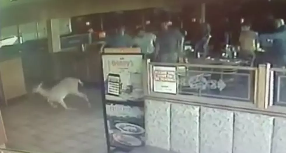 Watch a Deer Crash Through Window at Rome Denny’s