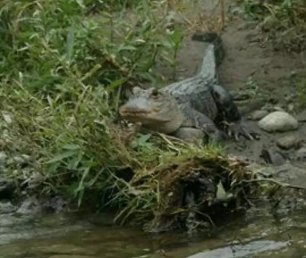There&#8217;s An Alligator on the Loose in Central New York