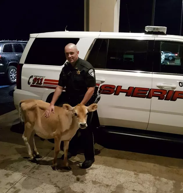 Sheriff&#8217;s Avoid Udder Disaster at Hotel in Central New York