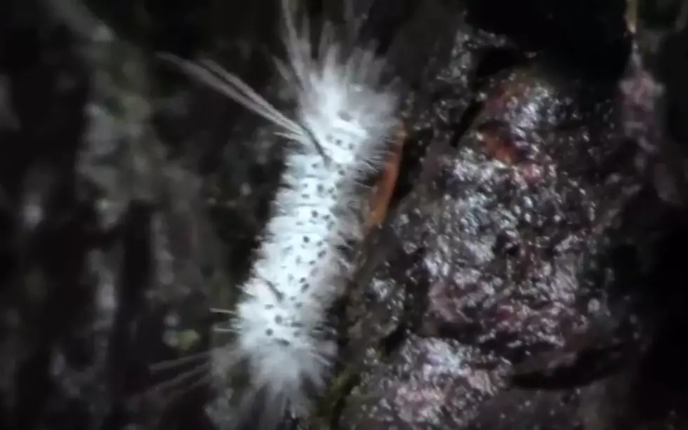 Dangerous Caterpillars Spotted In New York