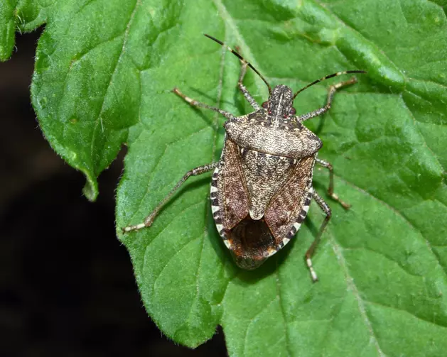 Stink Bugs Invade Central New York