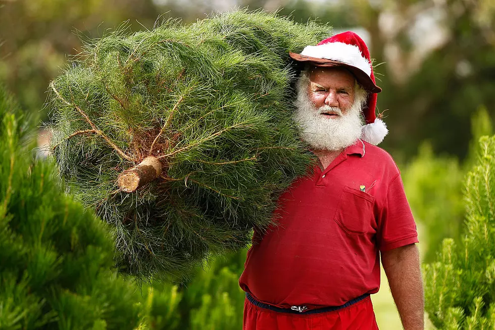 The Number Of Bugs In Your Christmas Tree Will Give You Chills