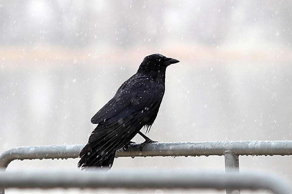 Albany Handling Crow Problem With Disco Party