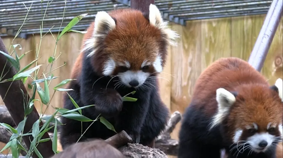 5 Animals From The Utica Zoo That Would Be Meteorologists Than A Groundhog