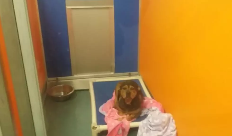 Animals at Stevens-Swan Humane Society in Desperate Need of Blankets