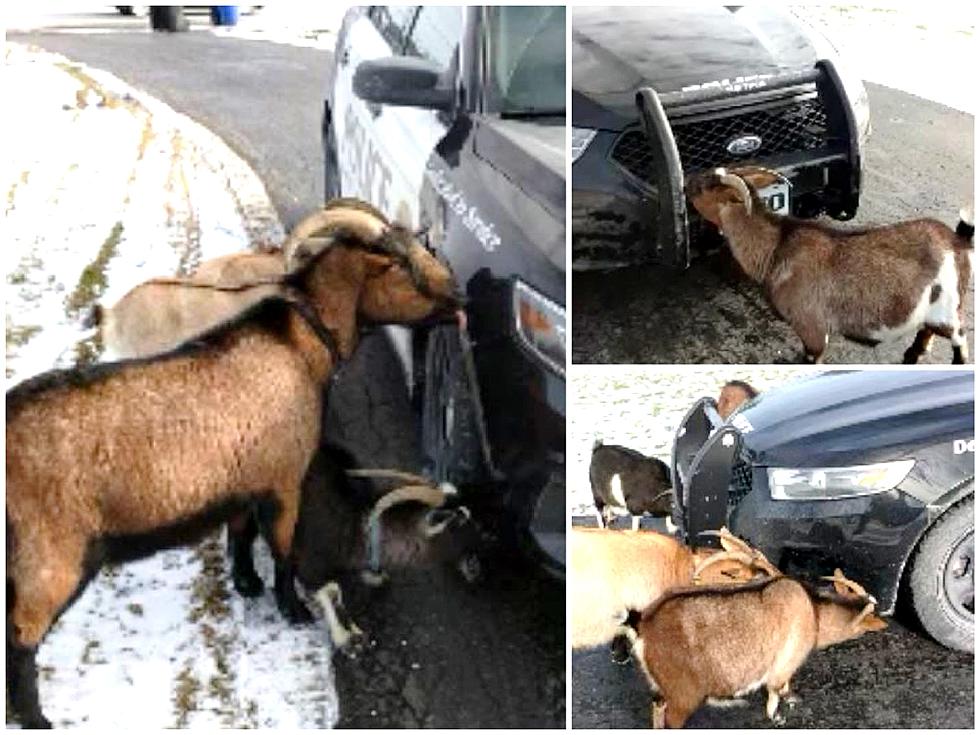 Are You Kidding? Loose Goats Treat Cop Car as Salt Lick