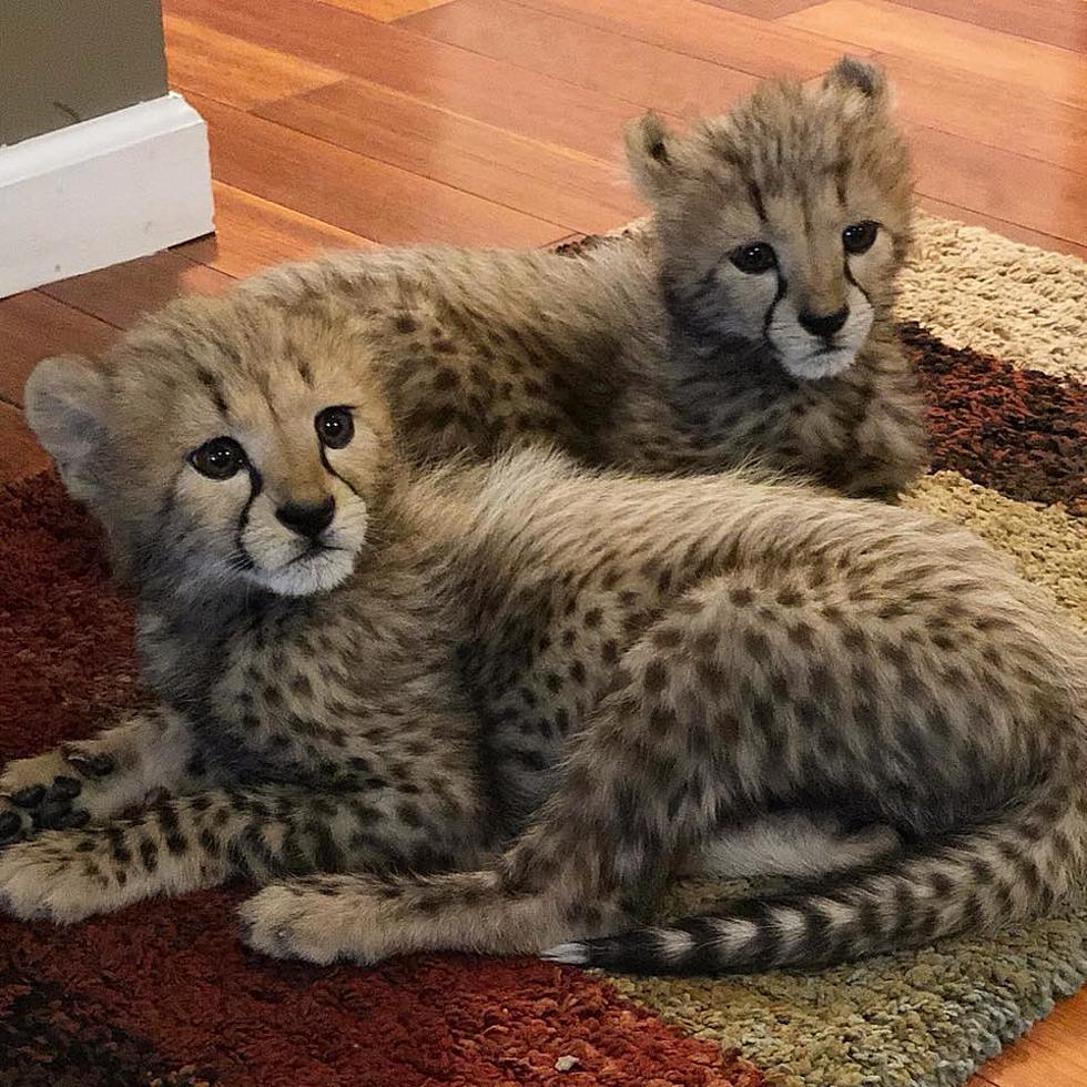 Meet Baby Cheetahs, the Newest Additions to the Wild Animal Park
