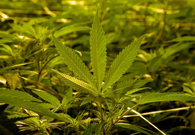 Could Marijuana Be Central New York&#8217;s New Cash Crop