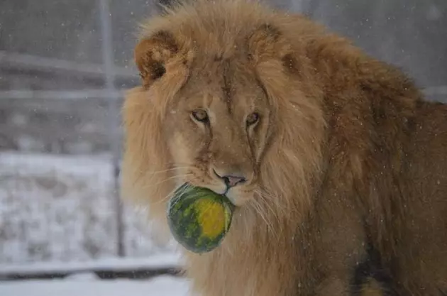 Utica Zoo Lion Proves Cats Are Cats No Matter The Size