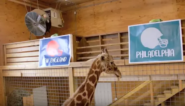 See Who April The Giraffe Picked To Win The Super Bowl