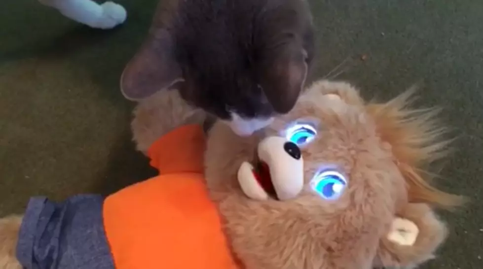 Dave Wheeler's Cat Oliver Plays With Teddy Ruxpin