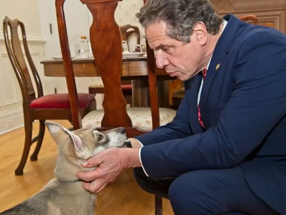 Cuomo Thinks His New Dog Has An ‘Undiagnosed Bowel Disorder’