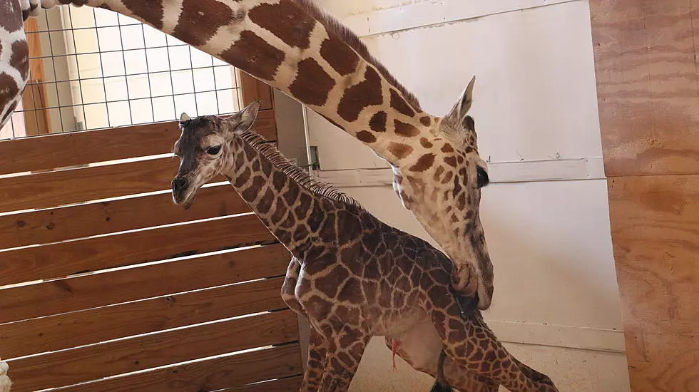 April's Son Tajiri Almost Kicks Animal Adventure Park Owner