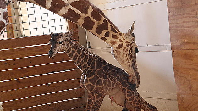 April&#8217;s Son Tajiri Almost Kicks Animal Adventure Park Owner On Video