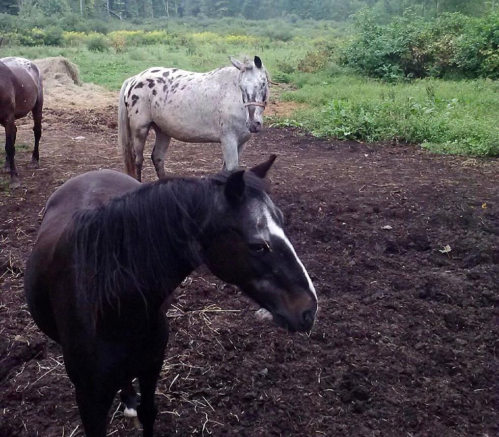 Horses Still on the Loose in Sherrill - Owner Pleading for Help