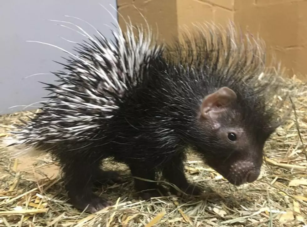 Utica Zoo Welcomes Baby Porcupines