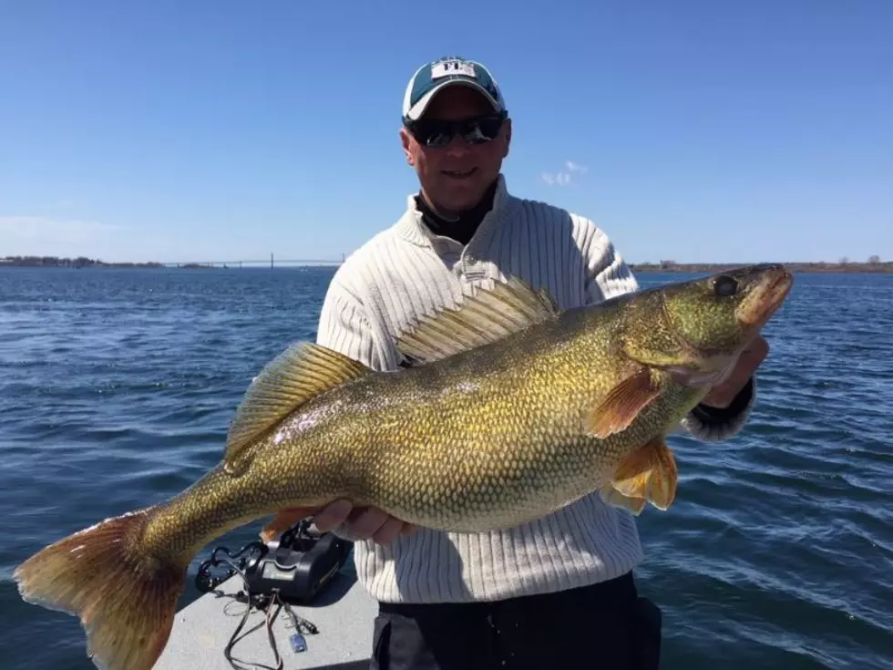 You can Catch More Oneida Lake Walleye as Population Hits Record
