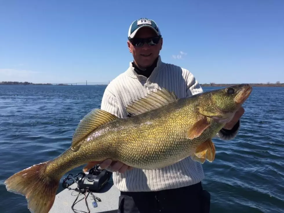 Record Breaking Walleye Caught 