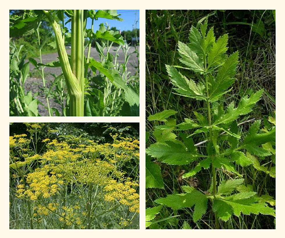 Avoid Wild Toxic Weed That Causes Rash, Burns