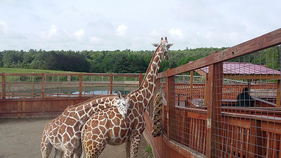 World Famous April the Giraffe is Pregnant Again