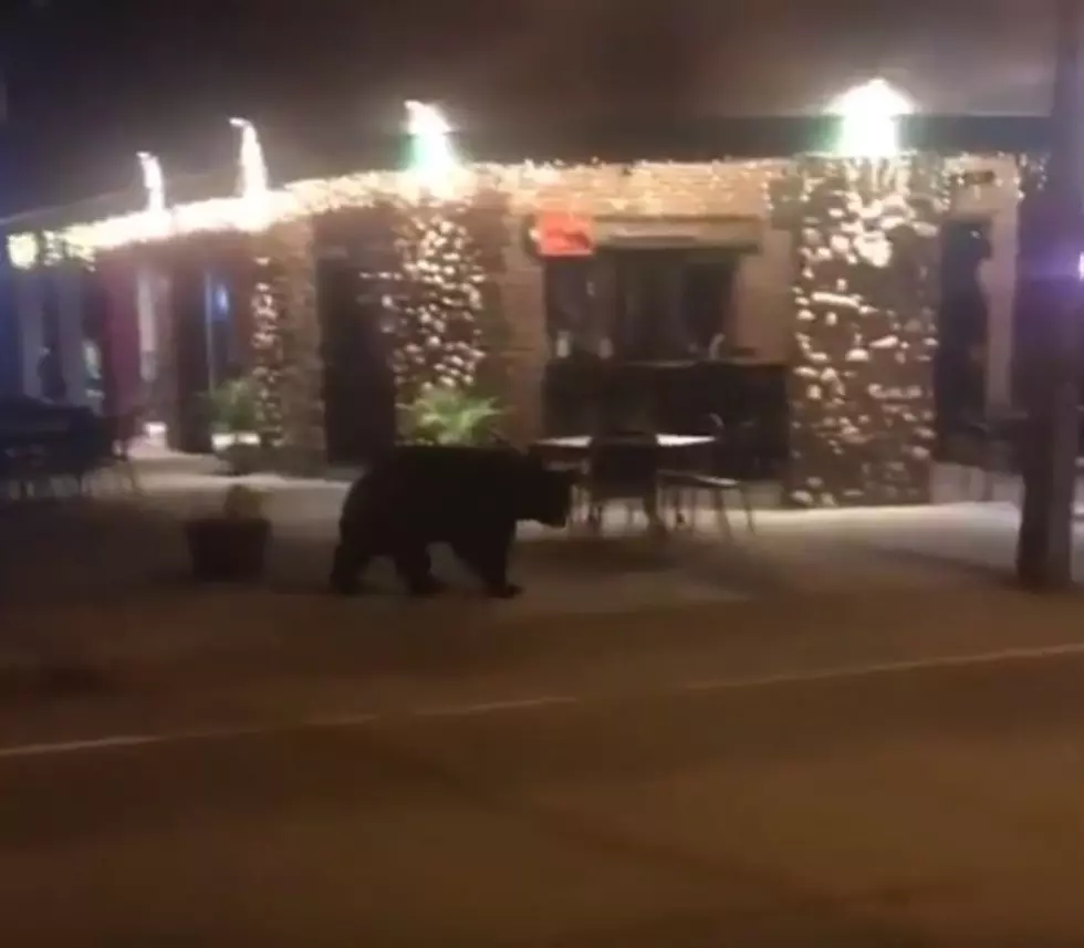 Bear Strolls Down the Street in Old Forge, New York
