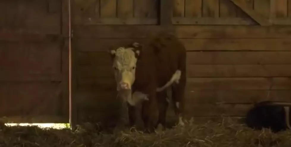 A Cow Escapes From Upstate NY Farm And Gets Adopted By Deer