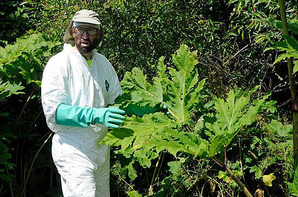 Remove Giant Hogweed At No Cost