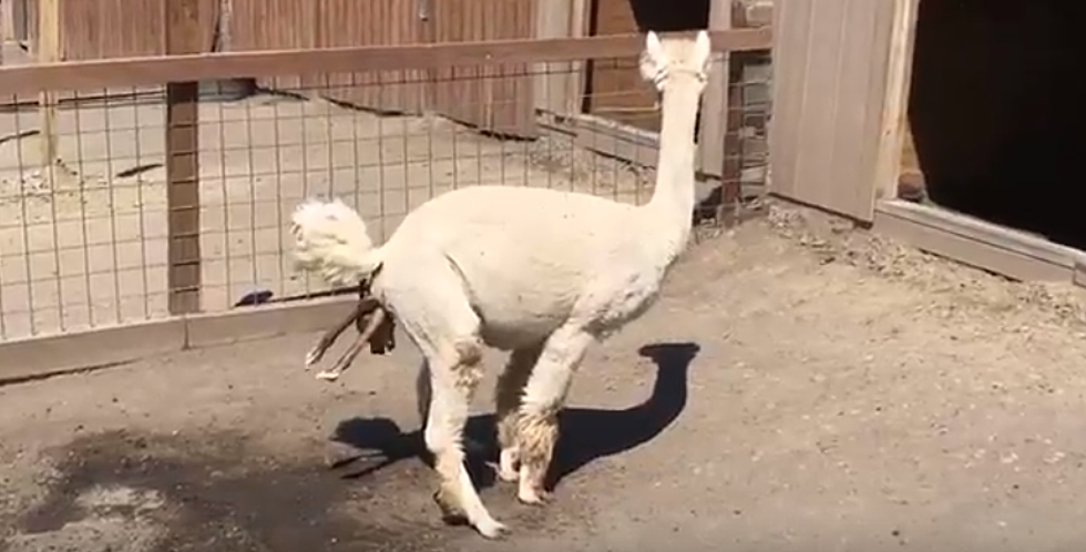 Watch Baby Alpaca Enter The World At Animal Adventure Park