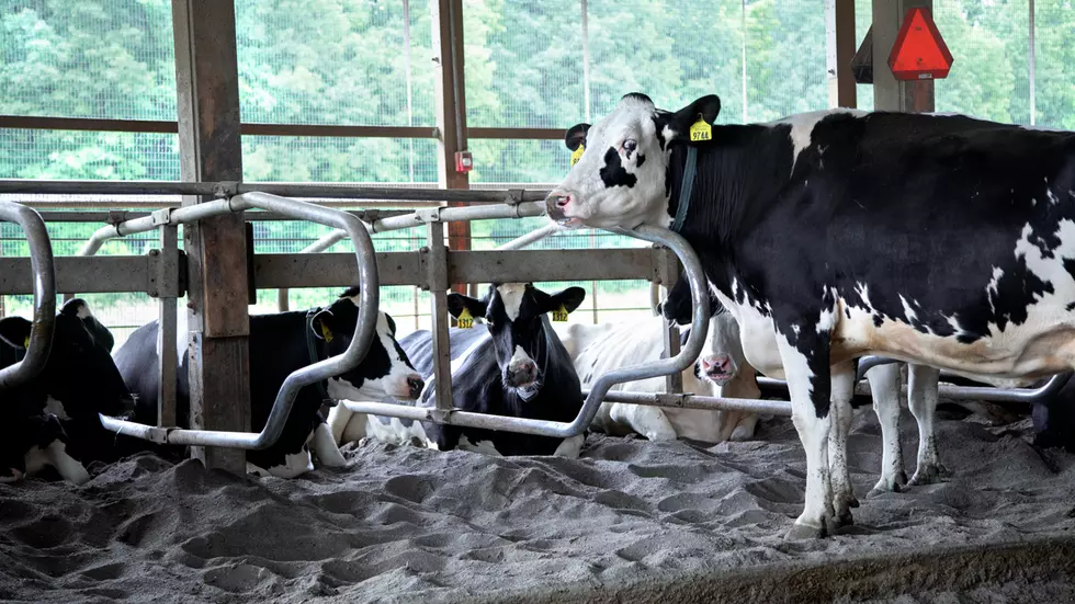 How Much Would it Cost to Start a CNY Dairy Farm from Scratch