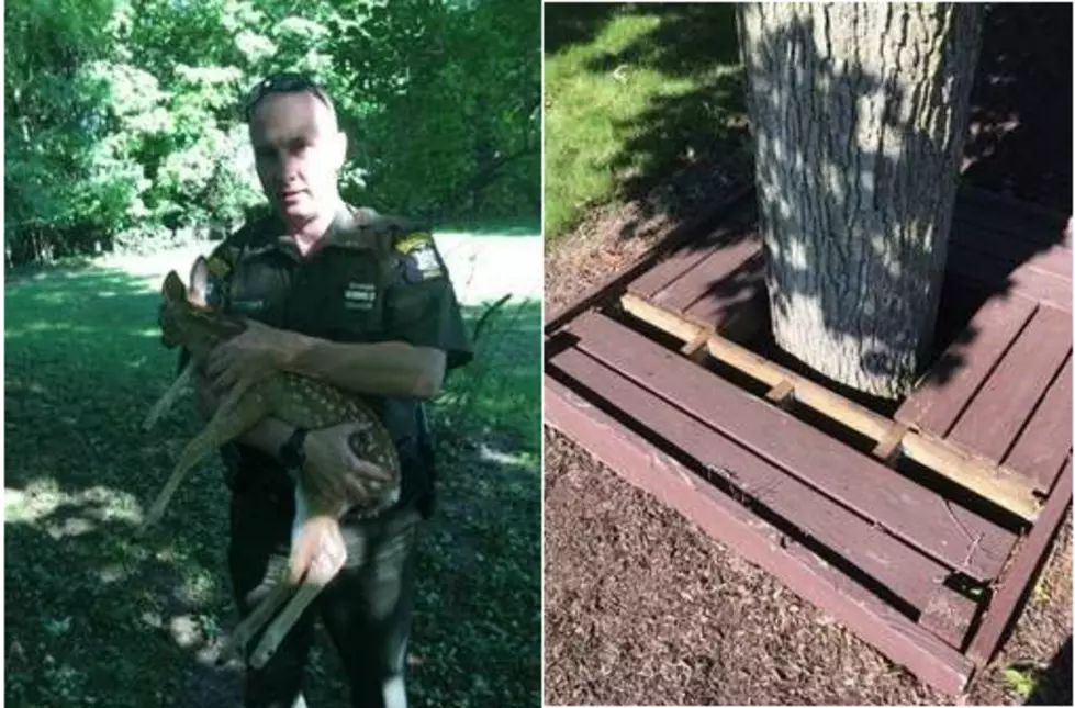 New York DEC Officers Get Their Fawn 3 Times in One Day