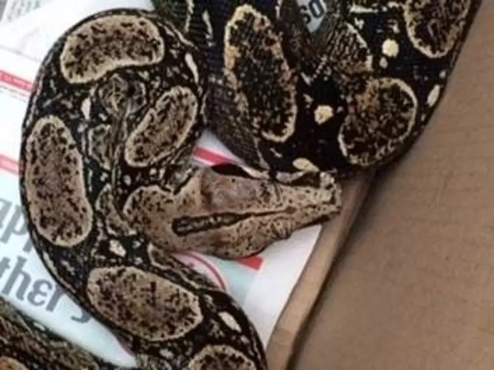 6 Foot Boa Constrictor Falls From Ceiling onto Sleeping Man in Central New York