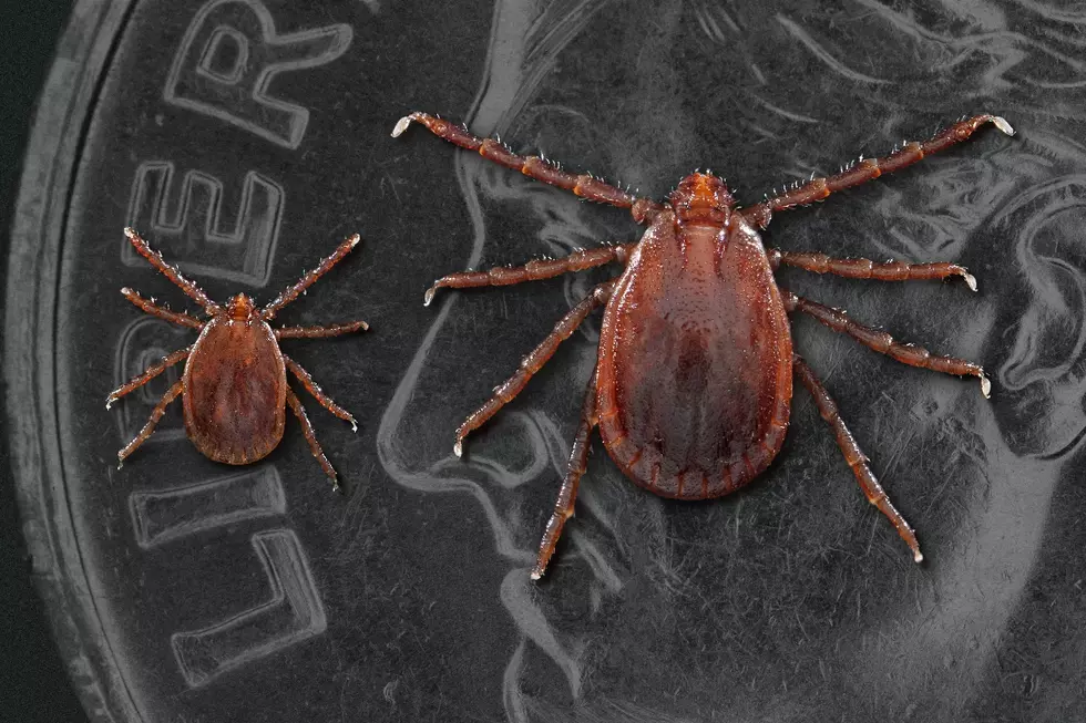 A Dangerous New Tick Spreading to the U.S. Found in New York