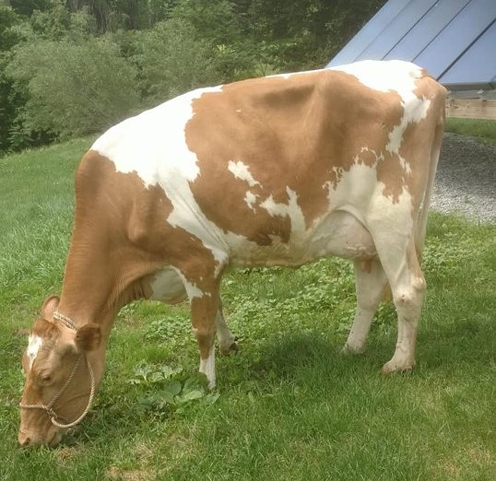 7 Cows Stolen From NY Farm, 1 Worth 30 Grand