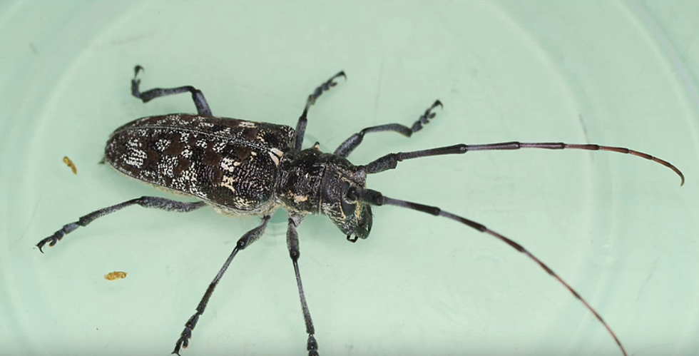 CNY Pool Owners Need To Watch Out For Asian Longhorn Beetles