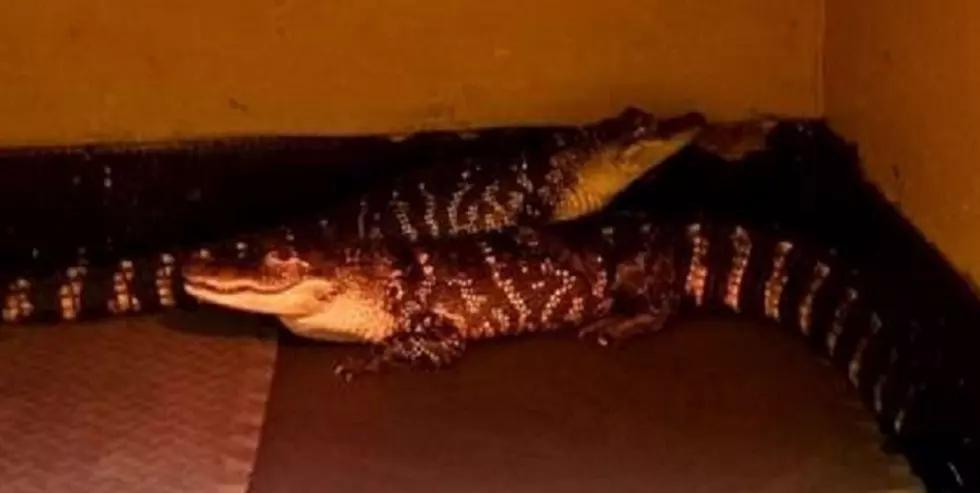 New York Family Illegally Kept Alligators As Pets