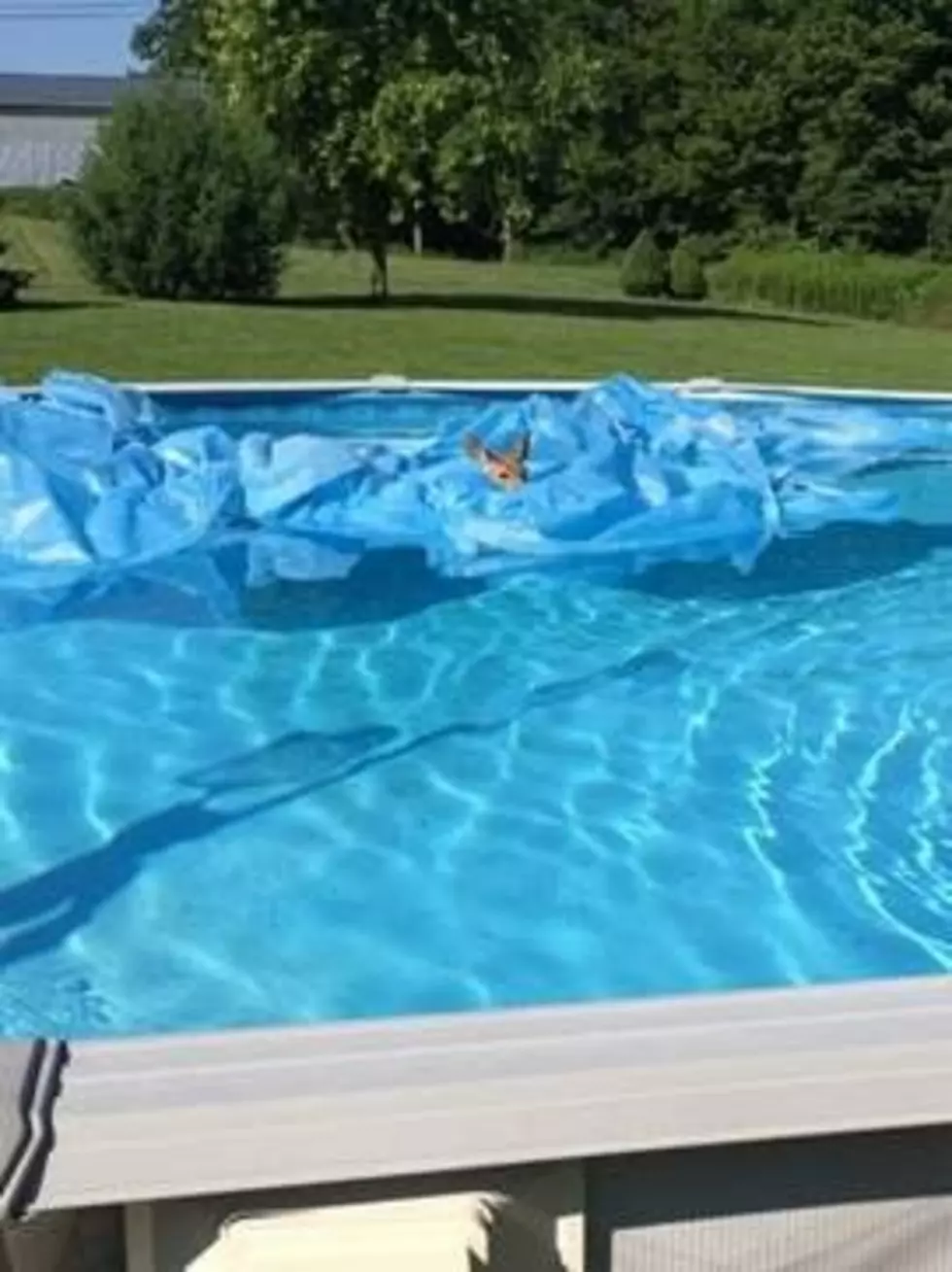 Fawn Goes Swimming in Central New York Family&#8217;s Pool