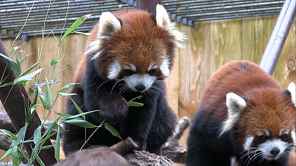 It’s Red Panda-Monium At The Rosamond Gifford Zoo