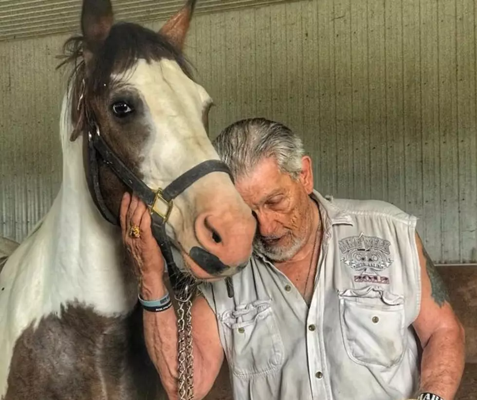 A Special CNY Farm Is Saving Veterans & Horses at the Same Time