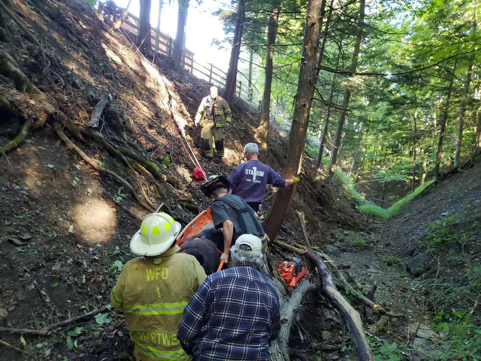 Westmoreland Firefighters Save Dog Lost in Clinton Ravine