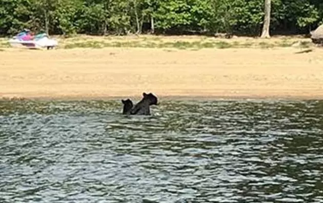 Mama Bear and Cub Go For Swim in Upstate New York Lake