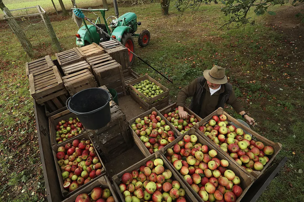 Get Your Fill Of Fall At The LaFayette Apple Festival