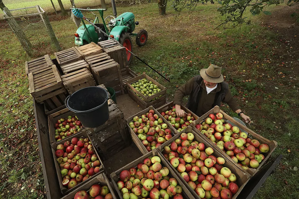 Get Your Fill Of Fall At The LaFayette Apple Festival 